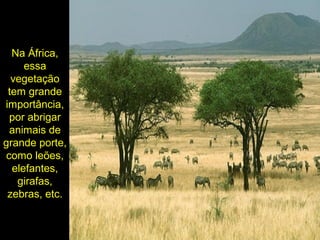 Na África,
essa
vegetação
tem grande
importância,
por abrigar
animais de
grande porte,
como leões,
elefantes,
girafas,
zebras, etc.
 