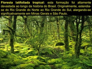 Floresta latifoliada tropical: esta formação foi altamente
devastada ao longo da história do Brasil. Originalmente, estendia-
se do Rio Grande do Norte ao Rio Grande do Sul, alargando-se
significativamente em Minas Gerais e São Paulo.
 