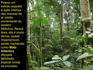 Possui um
extrato exposto
á ação intensa
das massas de
ar úmido
proveniente do
oceano
Atlântico. Nessa
área, ela é muito
densa, quase
impenetrável,
sendo conhecida
como Mata
Atlântica
(floresta
latifoliada
tropical úmida
da encosta).
 