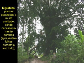 higrófilas:
plantas
adaptadas a
muita
umidade,
sendo
necessaria-
mente
perenes
(apresentam
folhas
durante o
ano todo);
 