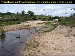 *tropófilas: plantas adaptadas uma estação seca e outra úmida;
 
