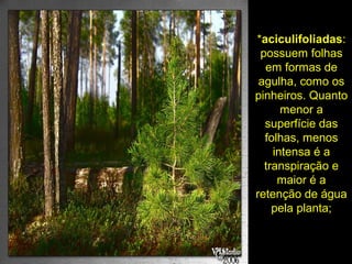 *aciculifoliadas:
possuem folhas
em formas de
agulha, como os
pinheiros. Quanto
menor a
superfície das
folhas, menos
intensa é a
transpiração e
maior é a
retenção de água
pela planta;
 