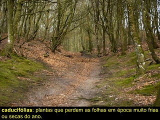 caducifólias: plantas que perdem as folhas em época muito frias
ou secas do ano.
 