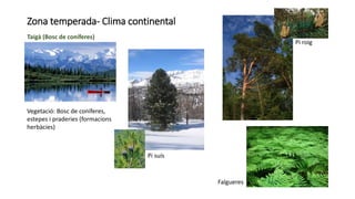 Zona temperada- Clima continental
Taigà (Bosc de coníferes)
Vegetació: Bosc de coníferes,
estepes i praderies (formacions
herbàcies)
Pi suís
Pi roig
Falgueres
 
