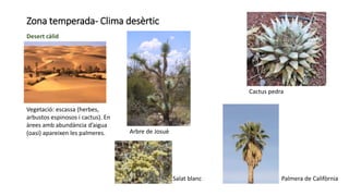 Zona temperada- Clima desèrtic
Desert càlid
Vegetació: escassa (herbes,
arbustos espinosos i cactus). En
àrees amb abundància d’aigua
(oasi) apareixen les palmeres. Arbre de Josuè
Cactus pedra
Palmera de CalifòrniaSalat blanc
 