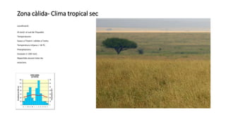 Zona càlida- Clima tropical sec
Localització:
Al nord i al sud de l'Equador
Temperatures:
Suaus a l’hivern i càlides a l’estiu.
Temperatura mitjana > 18 ºC.
Precipitacions:
Escasses (> 250 mm).
Repartides durant totes les
estacions.
 