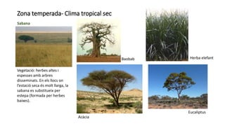 Zona temperada- Clima tropical sec
Sabana
Vegetació: herbes altes i
espesses amb arbres
disseminats. En els llocs on
l’estació seca és molt llarga, la
sabana es substitueix per
estepa (formada per herbes
baixes).
Herba elefantBaobab
Acàcia
Eucaliptus
 