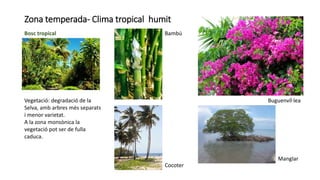 Zona temperada- Clima tropical humit
Bosc tropical
Vegetació: degradació de la
Selva, amb arbres més separats
i menor varietat.
A la zona monsònica la
vegetació pot ser de fulla
caduca.
Bambú
Buguenvíl·lea
Cocoter
Manglar
 
