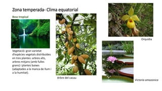 Zona temperada- Clima equatorial
Bosc tropical
Vegetació: gran varietat
d’espècies vegetals distribuïdes
en tres plantes: arbres alts,
arbres mitjans (amb fulles
grans) i plantes baixes
(adaptades a la manca de llum i
a la humitat).
Arbre del cacau
Victoria amazonica
Orquídia
 