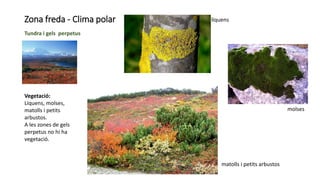 Zona freda - Clima polar
Tundra i gels perpetus
Vegetació:
Líquens, molses,
matolls i petits
arbustos.
A les zones de gels
perpetus no hi ha
vegetació.
matolls i petits arbustos
líquens
molses
 