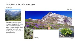 Zona freda -Clima alta muntanya
Muntanya
Vegetació: com més amunt
més poca. A la part més baixa
hi ha boscos d'avets i pins,
prats i a la part més alta hi ha
molses. Pot coronar la zona
muntanyosa una àrea rocosa o
gels permanents.
Ginebró
Prat alpí
Cata
 