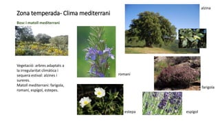 Zona temperada- Clima mediterrani
Bosc i matoll mediterrani
Vegetació: arbres adaptats a
la irregularitat climàtica i
sequera estival: alzines i
sureres.
Matoll mediterrani: farigola,
romaní, espígol, estepes.
romaní
alzina
farigola
espígolestepa
 