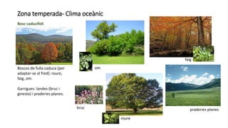 Zona temperada- Clima oceànic
Bosc caducifoli
Boscos de fulla caduca (per
adaptar-se al fred): roure,
faig, om.
Garrigues: landes (bruc i
ginesta) i praderies planes.
roure
faig
praderies planes
om
bruc
 