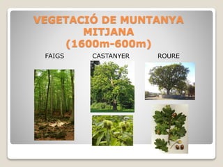 VEGETACIÓ DE MUNTANYA
MITJANA
(1600m-600m)
FAIGS CASTANYER ROURE
 