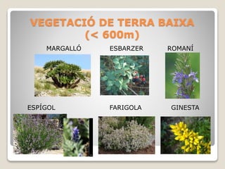 VEGETACIÓ DE TERRA BAIXA
(< 600m)
MARGALLÓ ESBARZER ROMANÍ
ESPÍGOL FARIGOLA GINESTA
 