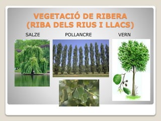 VEGETACIÓ DE RIBERA
(RIBA DELS RIUS I LLACS)
SALZE POLLANCRE VERN
 