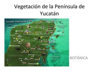 Vegetación de la Península de Yucatán BOTÁNICA 