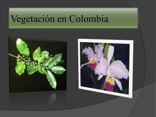 Vegetación en Colombia
 