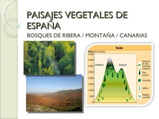 PAISAJES VEGETALES DE ESPAÑA  BOSQUES DE RIBERA / MONTAÑA / CANARIAS 