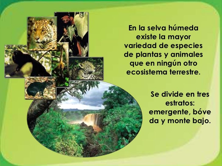 Selva Humeda Flora Y Fauna Selva Humeda Flora Y Fauna