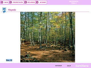 GEOGRAFÍA
TEMA 4
RECURSOS INTERNET
PRESENTACIÓN
Santillana
SALIR
SALIR
ANTERIOR
ANTERIOR
INICIO
Hayedo
Doc.12
Doc.12
 