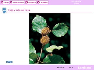 GEOGRAFÍA
TEMA 4
RECURSOS INTERNET
PRESENTACIÓN
Santillana
SALIR
SALIR
ANTERIOR
ANTERIOR
INICIO
Hoja y fruto del haya
Doc.15
Doc.15
 