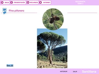 GEOGRAFÍA
TEMA 4
RECURSOS INTERNET
PRESENTACIÓN
Santillana
SALIR
SALIR
ANTERIOR
ANTERIOR
INICIO
Pino piñonero
Doc.23
Doc.23
 