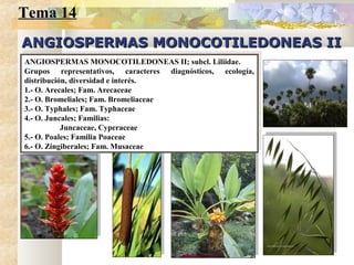 Tema 14Tema 14
ANGIOSPERMAS MONOCOTILEDONEAS IIANGIOSPERMAS MONOCOTILEDONEAS II
ANGIOSPERMAS MONOCOTILEDONEAS II; subcl. Liliidae.
Grupos representativos, caracteres diagnósticos, ecología,
distribución, diversidad e interés.
1.- O. Arecales; Fam. Arecaceae
2.- O. Bromeliales; Fam. Bromeliaceae
3.- O. Typhales; Fam. Typhaceae
4.- O. Juncales; Familias:
Juncaceae, Cyperaceae
5.- O. Poales; Familia Poaceae
6.- O. Zingiberales; Fam. Musaceae
ANGIOSPERMAS MONOCOTILEDONEAS II; subcl. Liliidae.
Grupos representativos, caracteres diagnósticos, ecología,
distribución, diversidad e interés.
1.- O. Arecales; Fam. Arecaceae
2.- O. Bromeliales; Fam. Bromeliaceae
3.- O. Typhales; Fam. Typhaceae
4.- O. Juncales; Familias:
Juncaceae, Cyperaceae
5.- O. Poales; Familia Poaceae
6.- O. Zingiberales; Fam. Musaceae
 