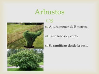 ArbustosAltura menor de 5 metros.Tallo leñoso y corto.Se ramifican desde la base.
