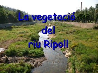 La vegetació  del  riu Ripoll 