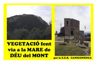 VEGETACIÓ fent via a la MARE de DÉU del MONT per la Z.E.R. CANIGONENCA
