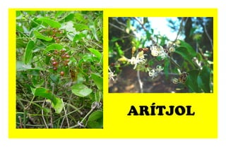 ARÍTJOL