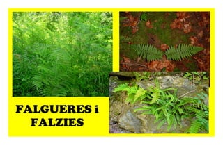 FALGUERES i FALZIES