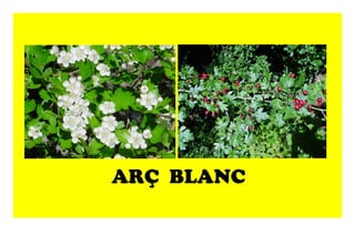 ARÇ BLANC