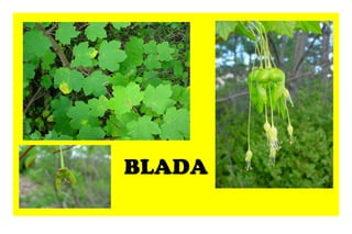 BLADA