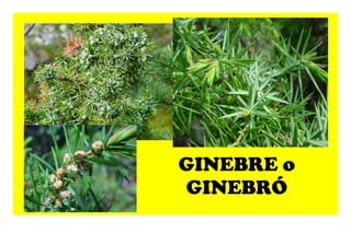 GINEBRE o GINEBRÓ