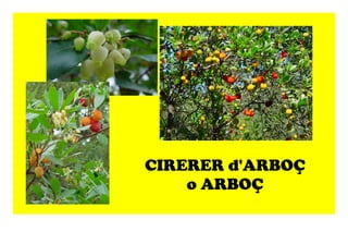 CIRERER d'ARBOÇ o ARBOÇ