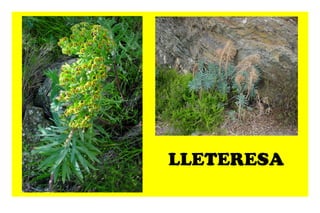 LLETERESA