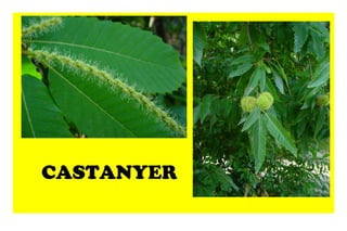 CASTANYER
