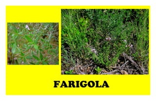FARIGOLA