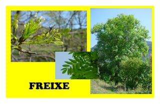 FREIXE