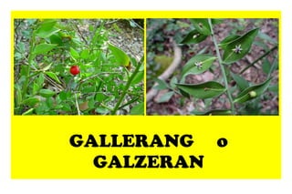 GALLERANG o GALZERAN