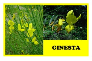 GINESTA