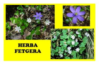 HERBA FETGERA