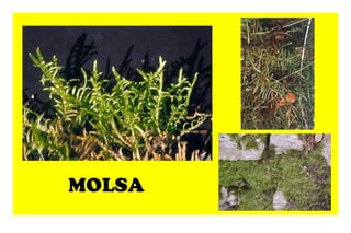 MOLSA