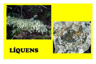 LÍQUENS