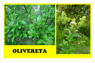 OLIVERETA