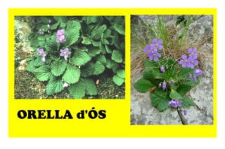 ORELLA d'ÓS