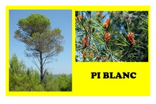 PI BLANC