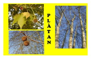 P L À T A N